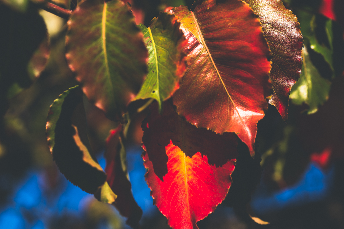 Adobe Portfolio Fall la fall color leaves trees