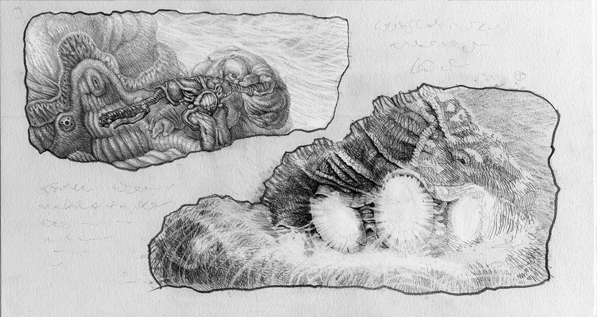 Hans in Luck hans im glück desert lizard adventure cloud pencil drawings organic childrens book