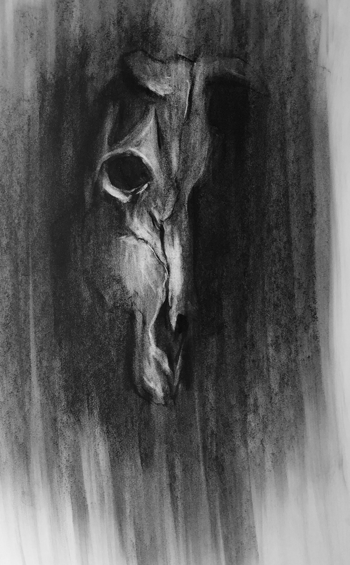 charcoal skull alien creatures bones skeleton Nature life death