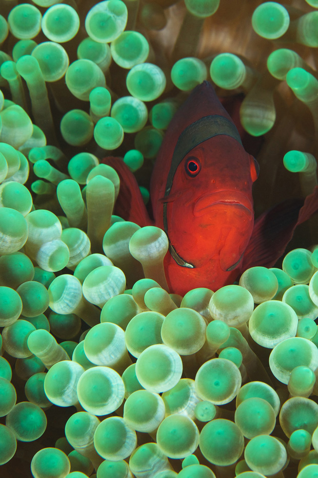 underwater bali indonesia Island fish corals Clownfish crab shrimp scuba diving
