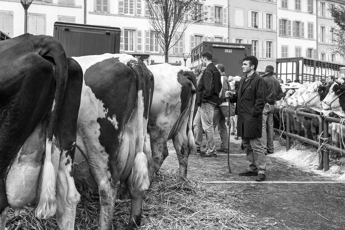 photo black and white cattle market cow