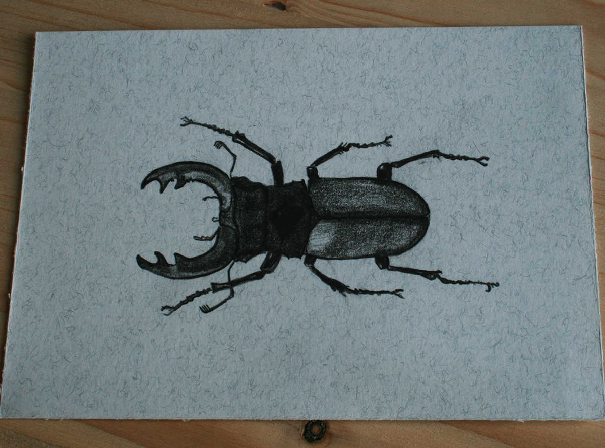beetles beetle post stamp Post Stamp bug Philately
