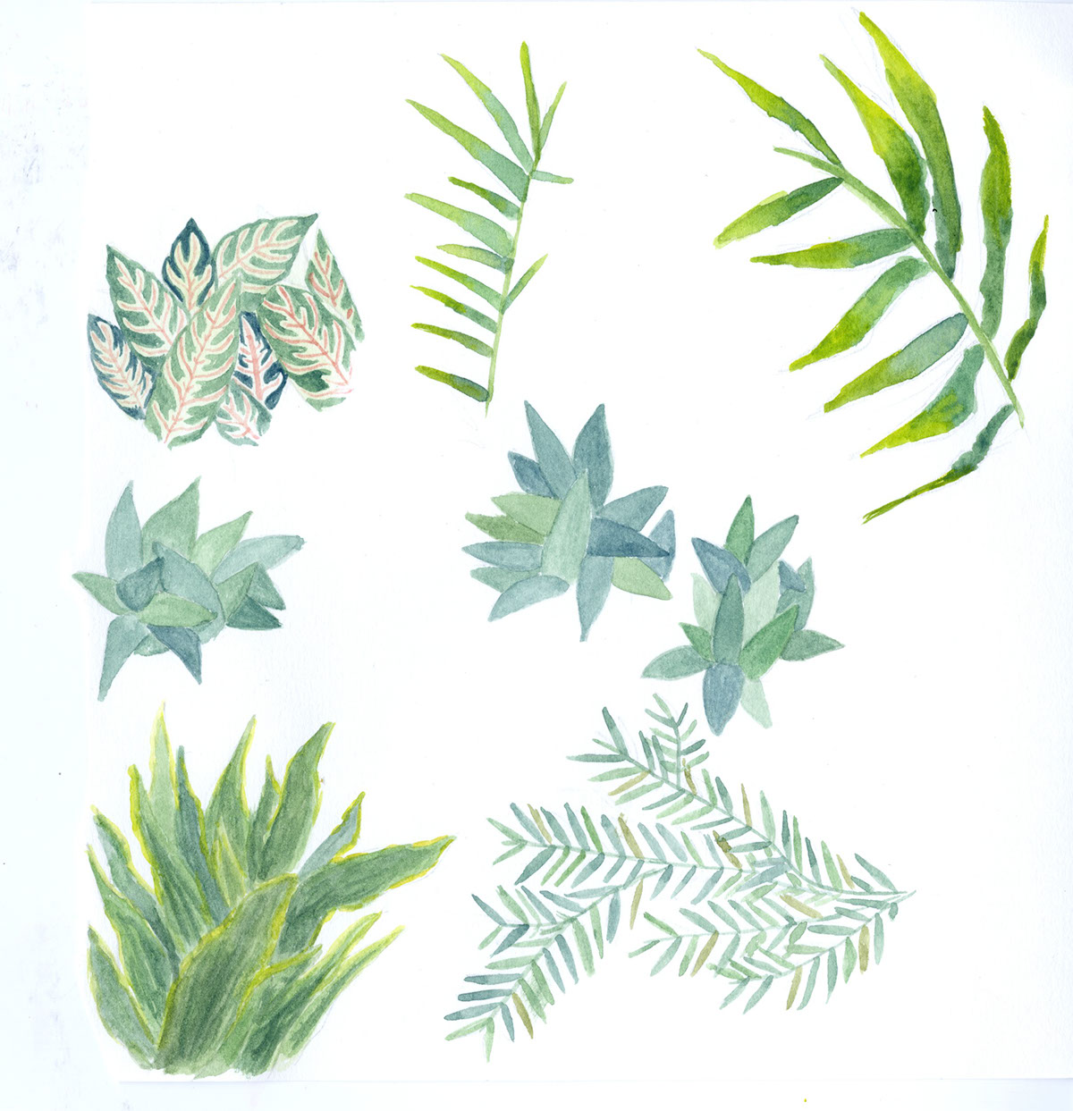 Nature sketchbook Watercolours observational drawing leaves leaf study