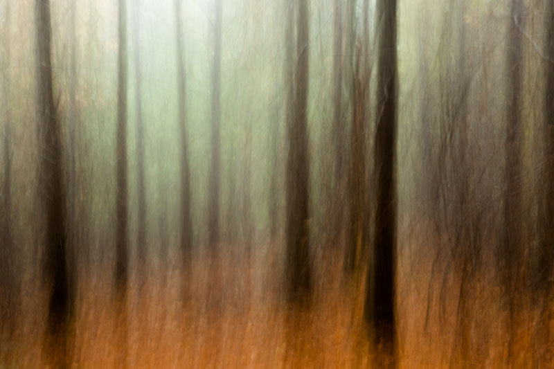 Treelines landscape photography fine art photography trees Forests