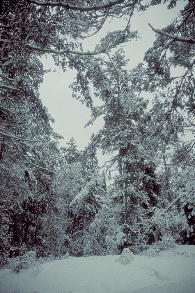 forest winter snow cool dark fiby x100 trees Nature Landscape