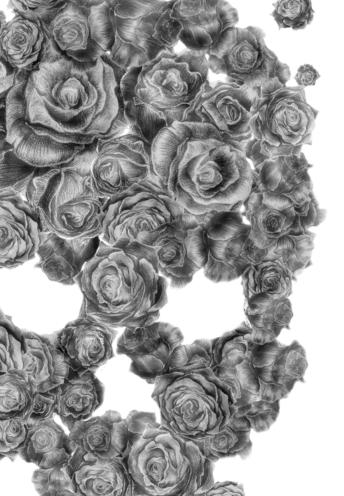 skull Roses pencil draw Le beau