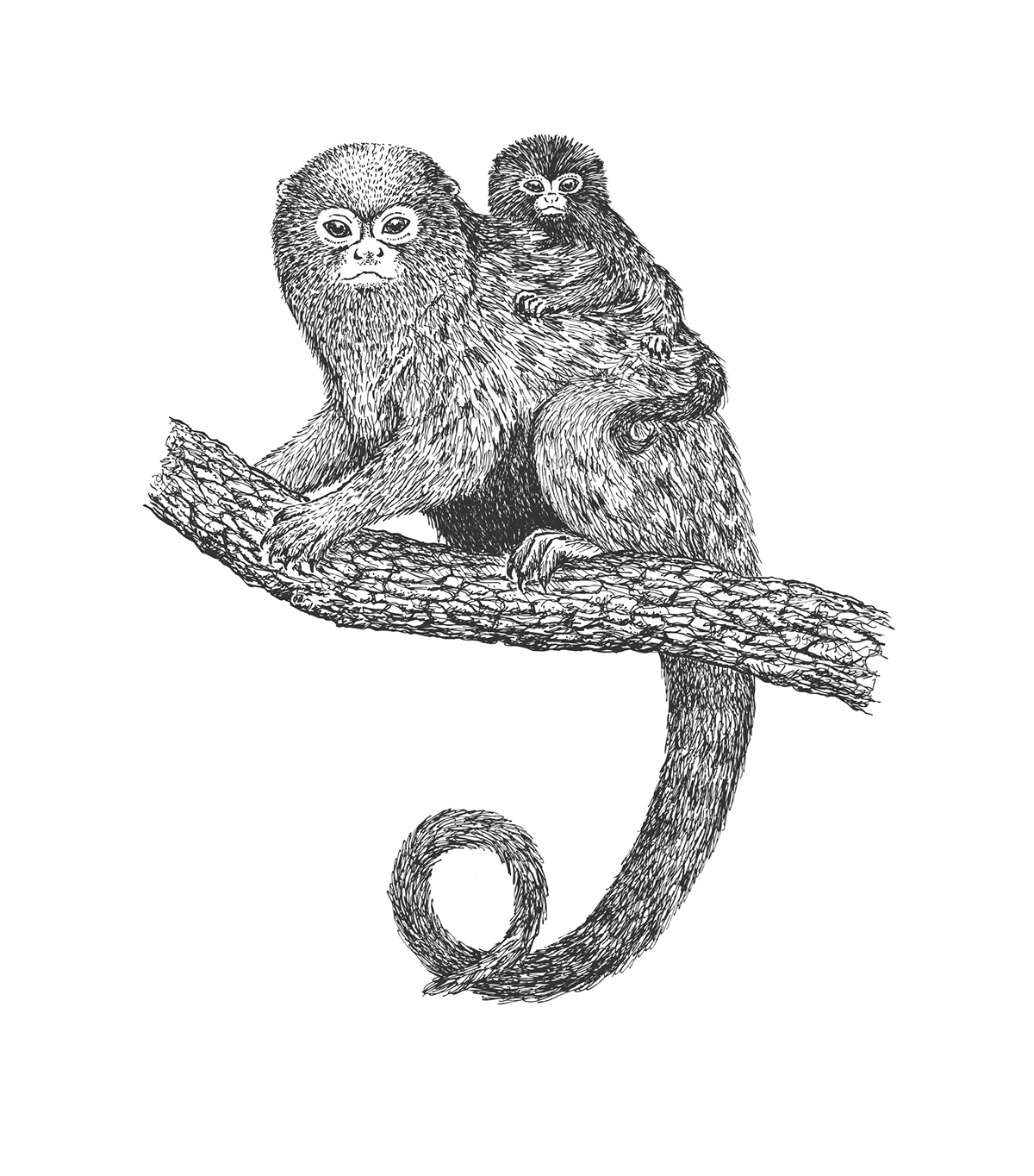 ink black and white monkey vector animals mom cub jaguar bear scientific illustration