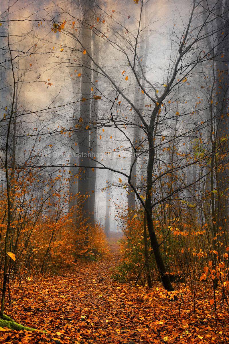 Fall foliage forest leaves misty mood woodland