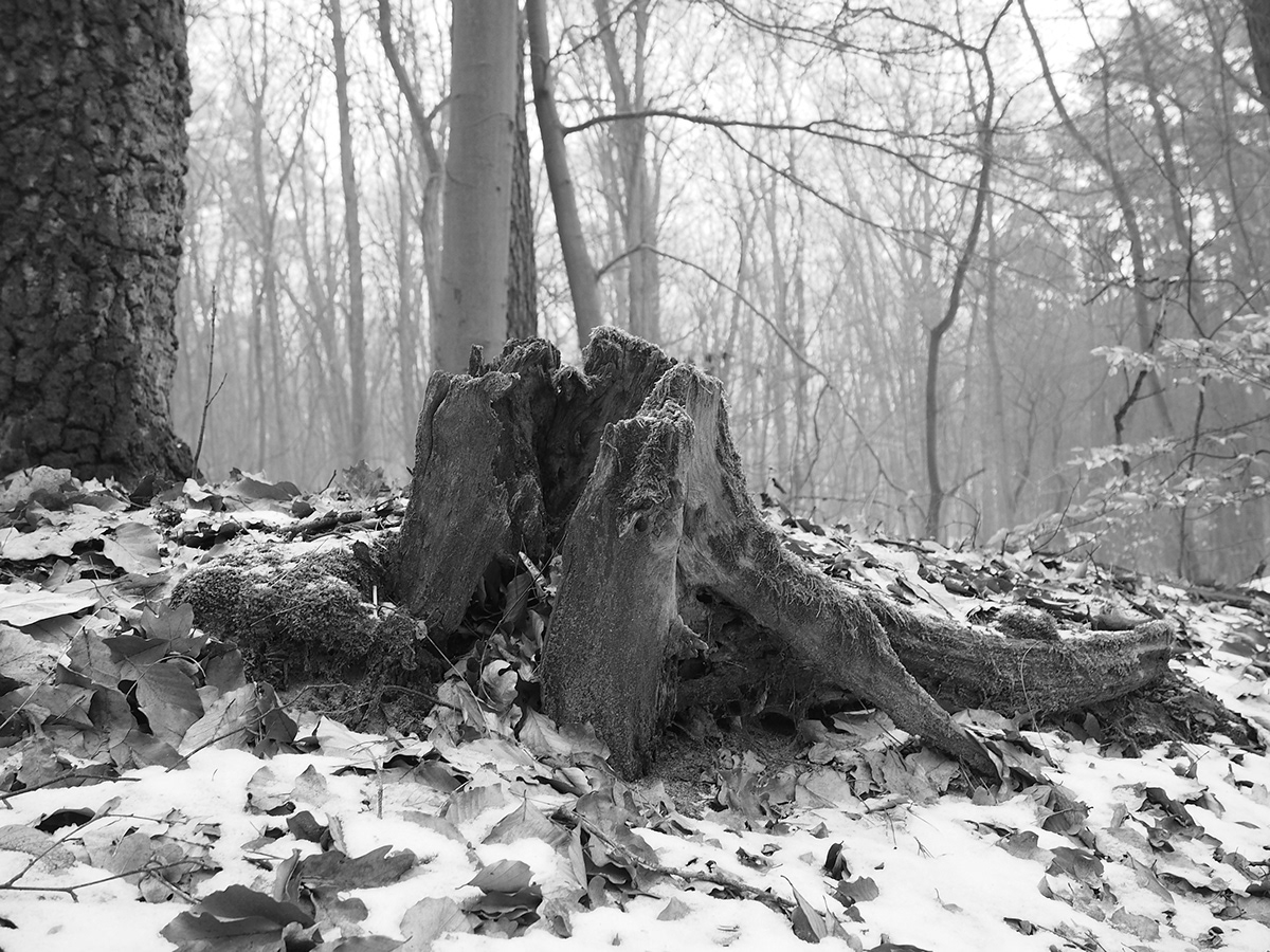 root Nature trees Photography  winter snow forest