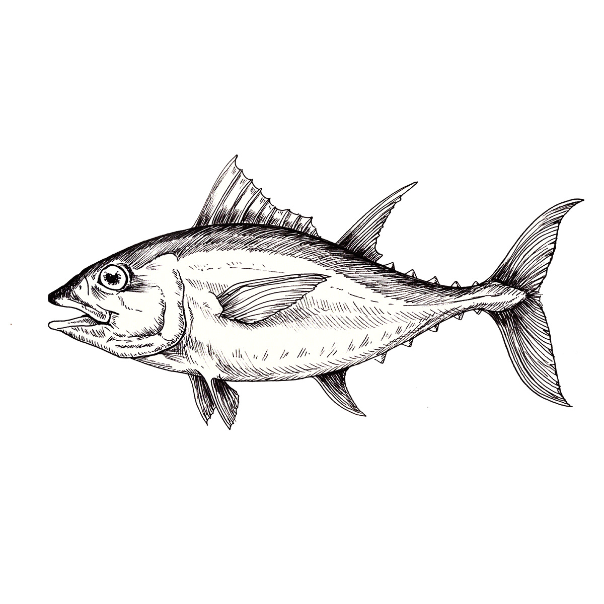 sangara científica ilustracion mar camaron langosta ostra pescado atun pez