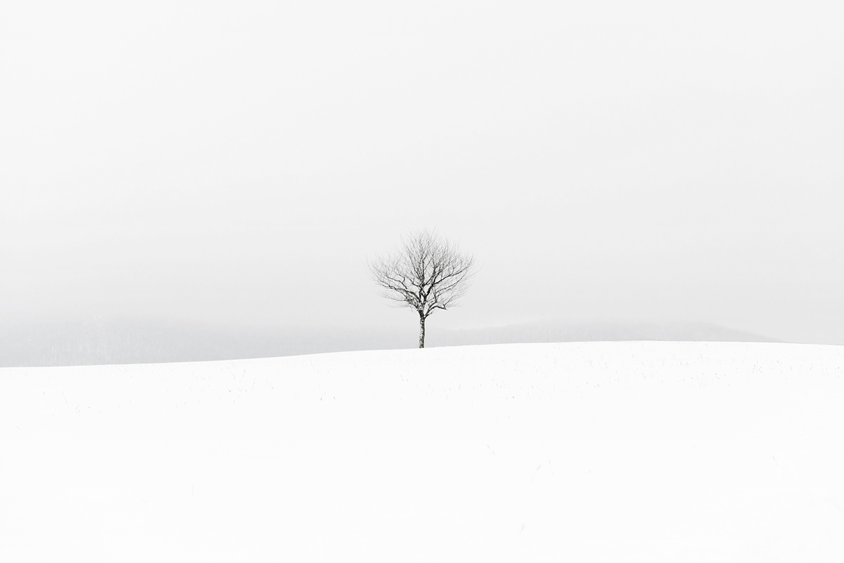 Tree  snow field winter lonely