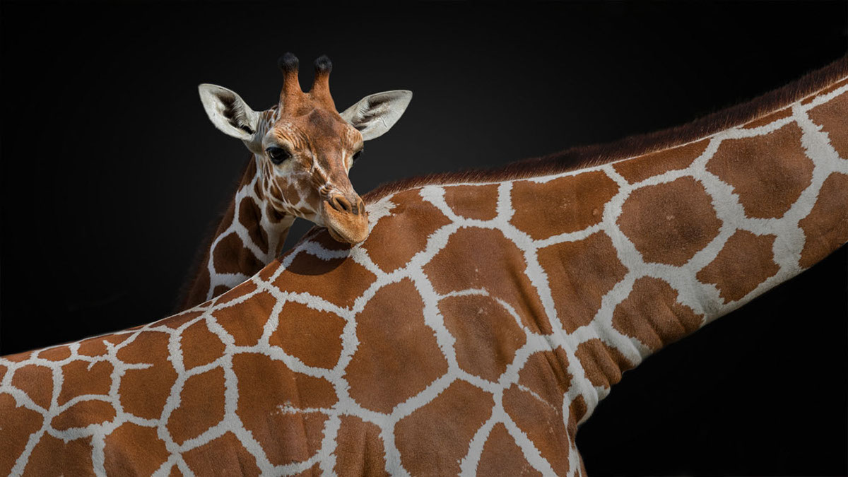 giraffe animal wild photoshop wildlife Fotostyle Fotostyle-Schindler