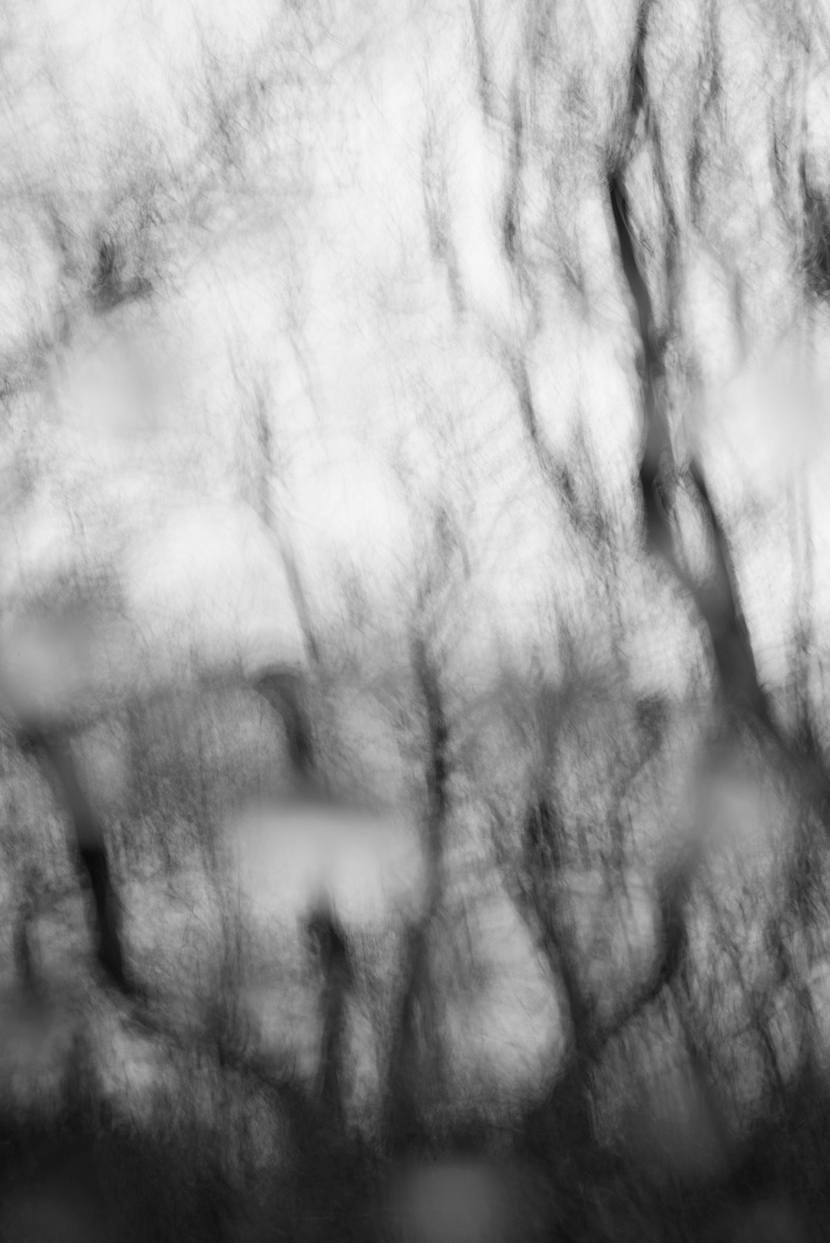 Landscape  trees Black&white blurred wind  rain wood