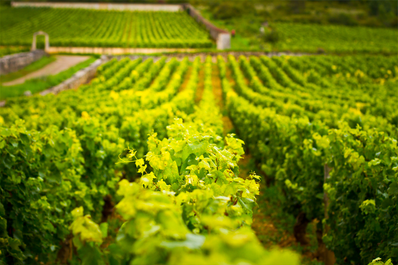 Nature wine Bourgogne vignes photoreport