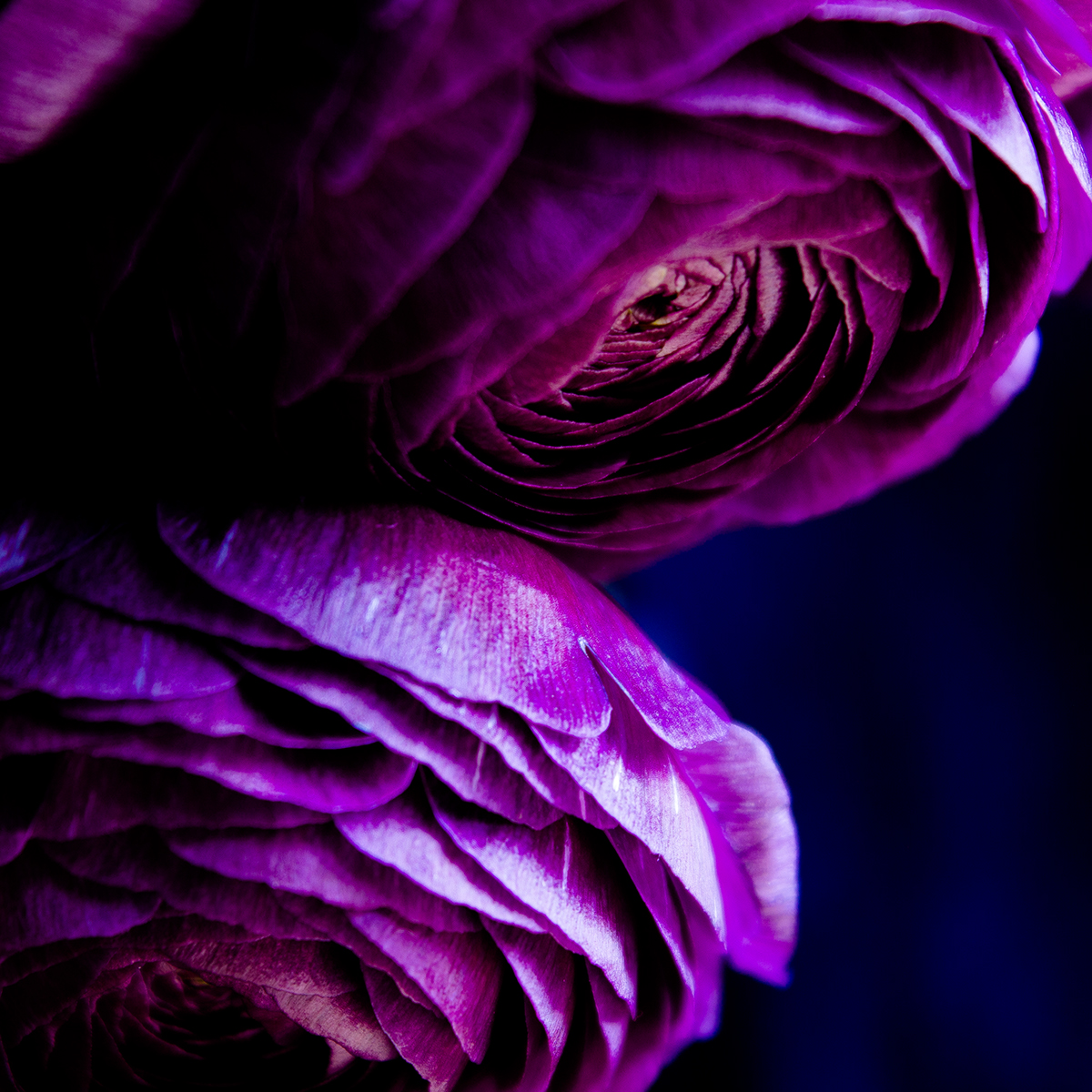 flower Flowers color magenta purple blue dark