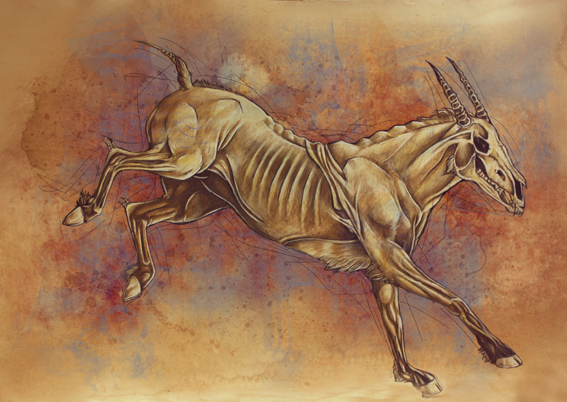 bones memento mori apocalypse horse undead wolf bunny skeleton death colored pencil