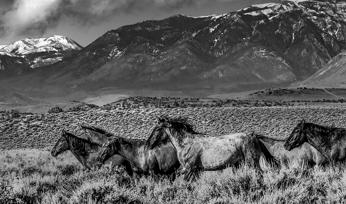 b&w black & white desert horses Nature nevada wildlife