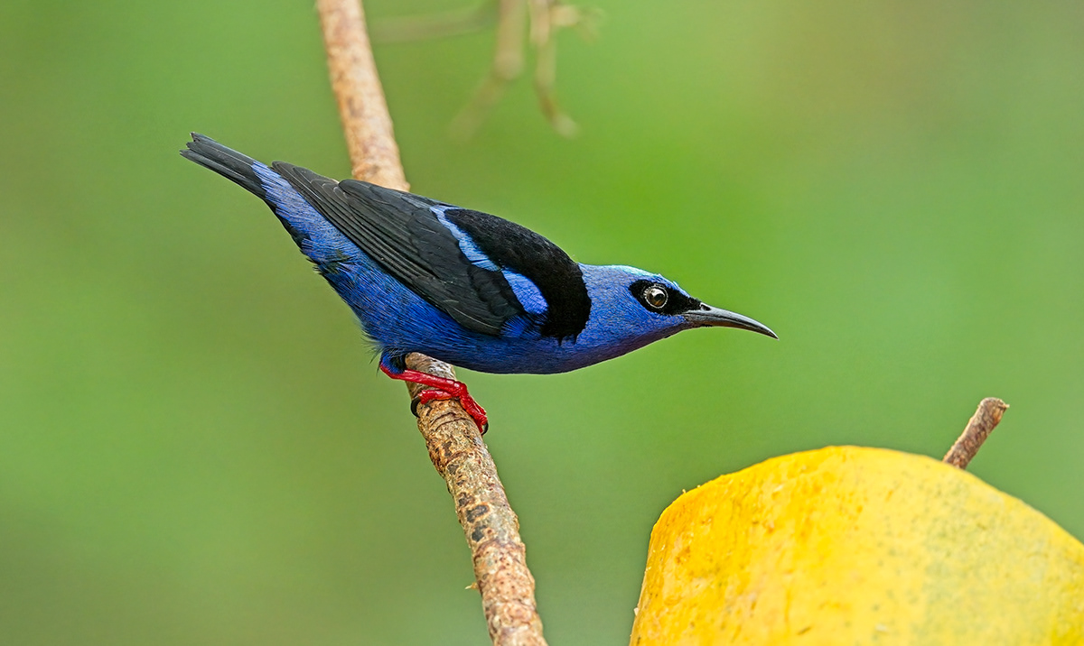 wildlife birds animals Nature Photography  foliage colour Costa Rica