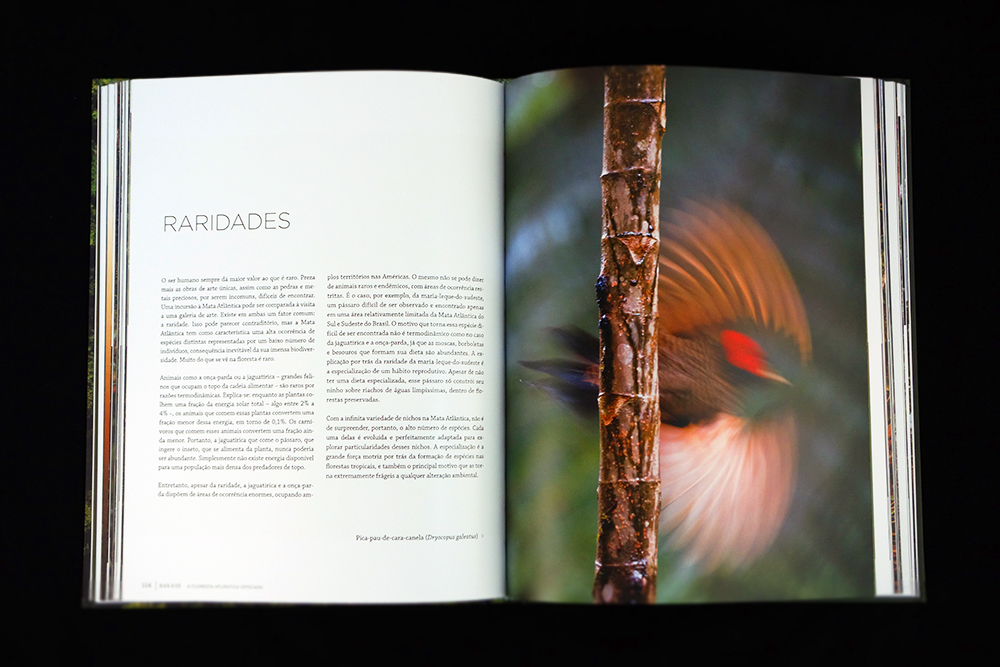 book graphic project projeto gráfico Livro Fotografia floresta mata atlantica atlantica