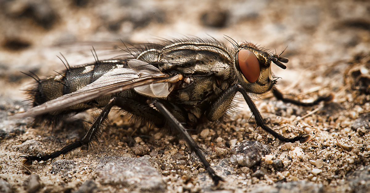 Adobe Portfolio Insects bugs macro Flies Nature