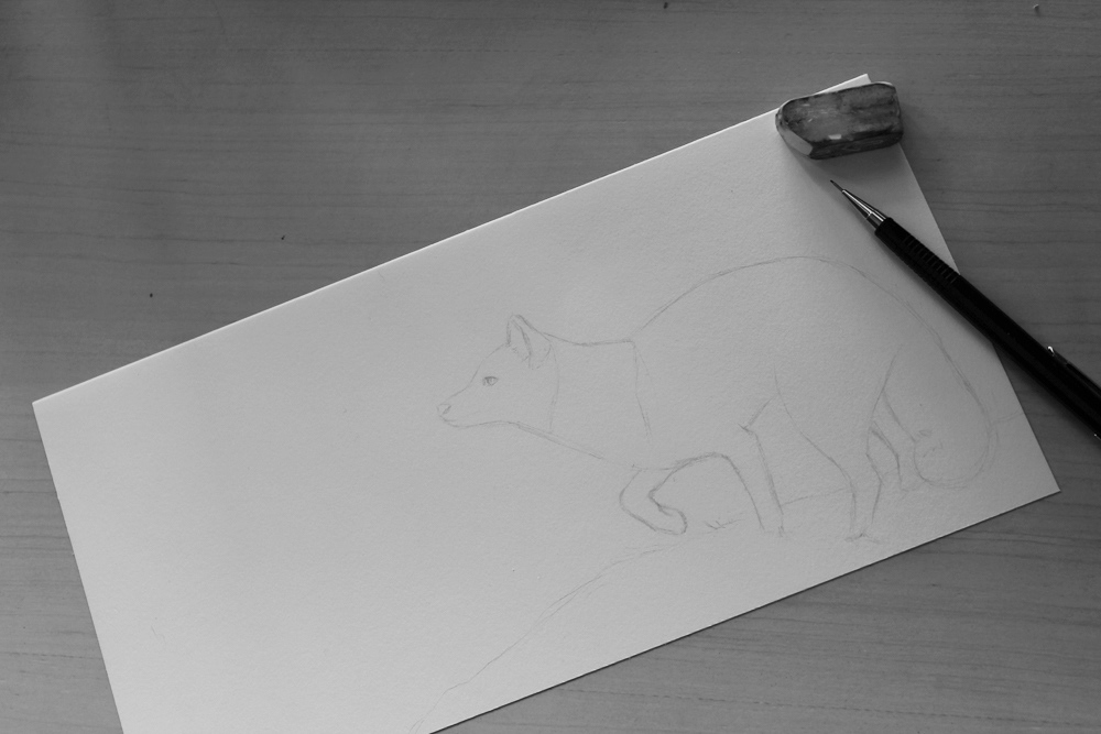 FOX portrait pencil graphite