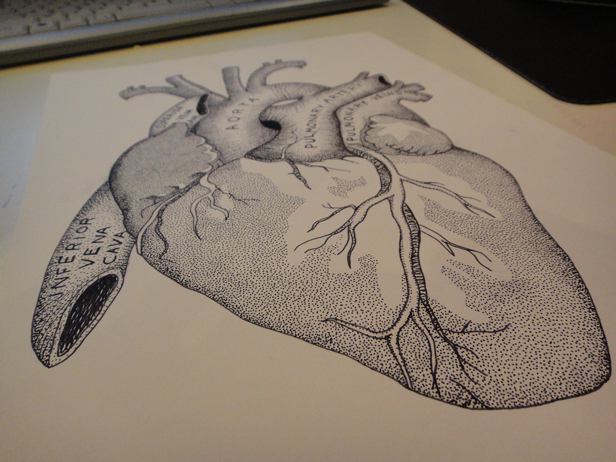 study heart human organ 18th century