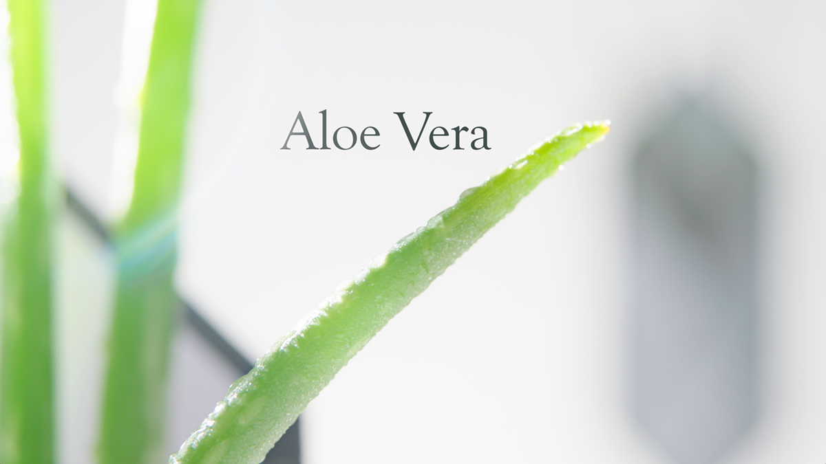 bandeapart Planter's Aloe verra produit soin cosmetique naturelle plante vert