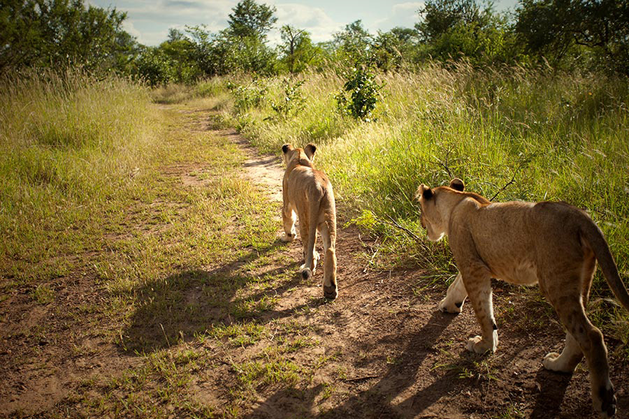 africa Nature Landscape animals Botswana Zimbabwe south africa