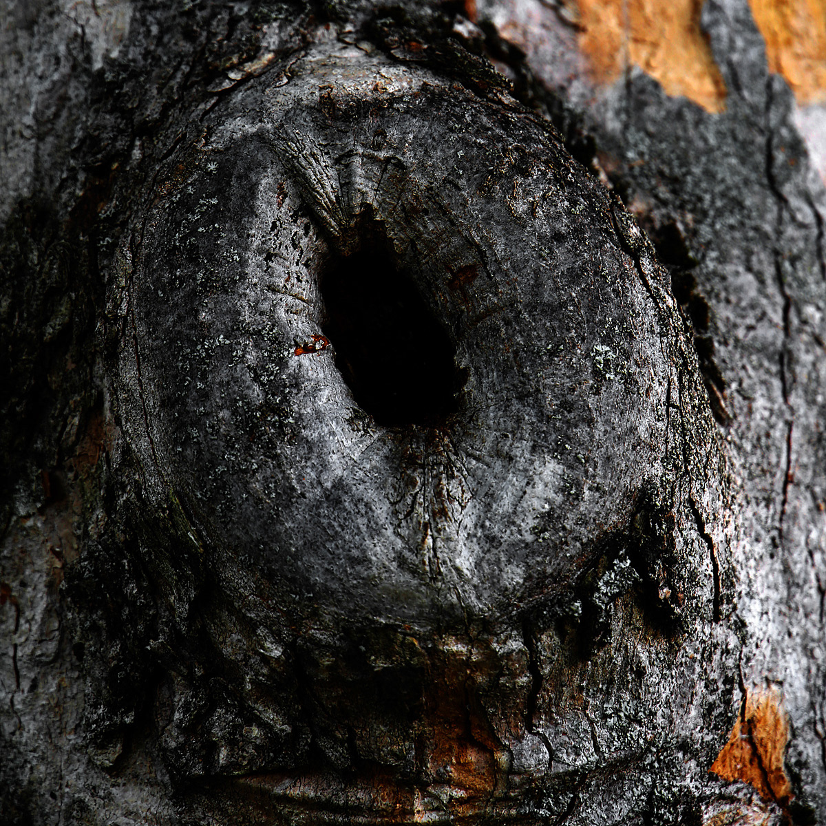 Nature abstract Aerial Landscape bark Tree  climate change macro environment imagination