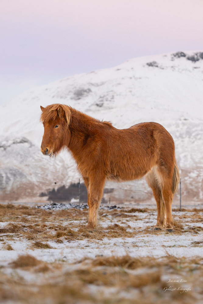 iceland Nikon horse wildlife Nature Outdoor winter Landscape annimals Arctic