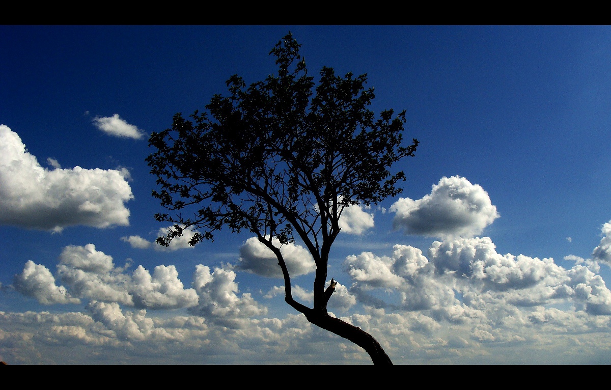 sensitive fine art Landscape Nature Photography  leaf Astro nail Tree  clouds