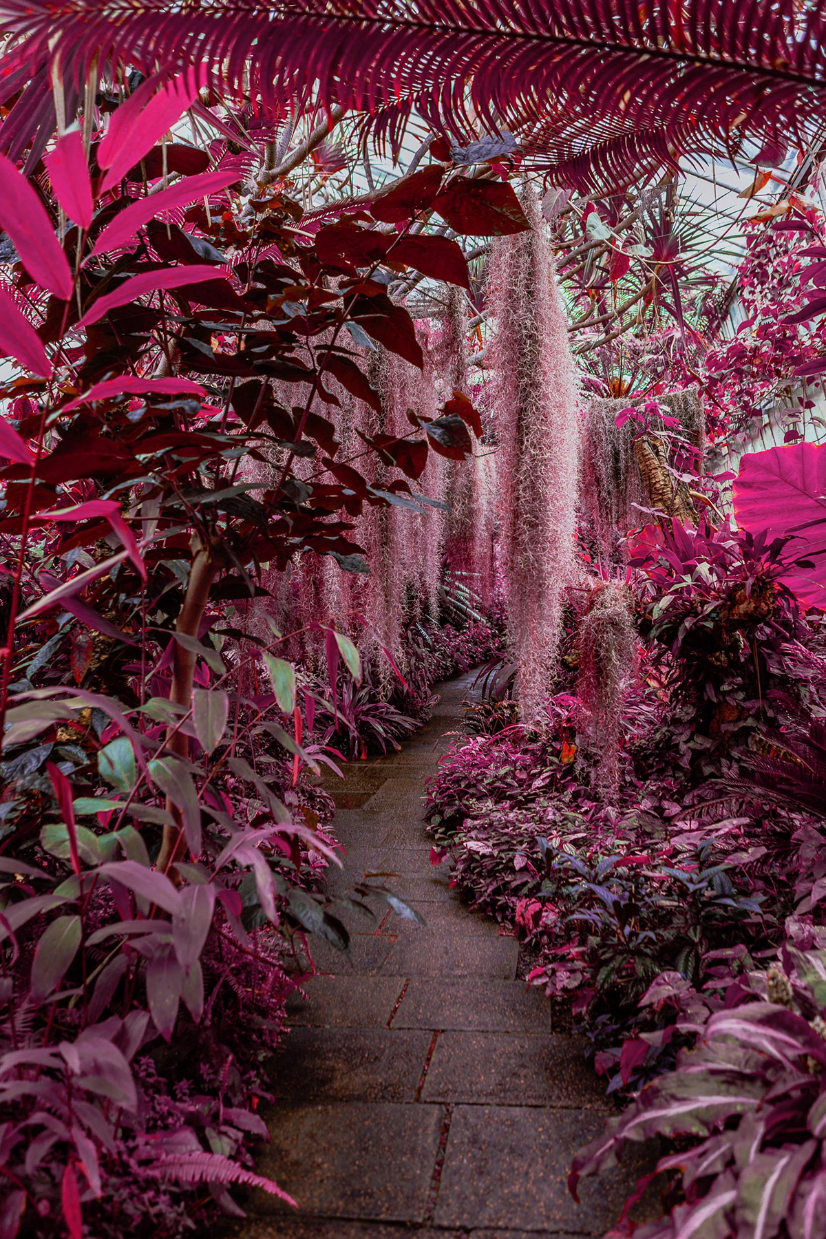 Aerochrome ferns infrared plants rainforest scotland botanical gardens colorful lush psychedelic