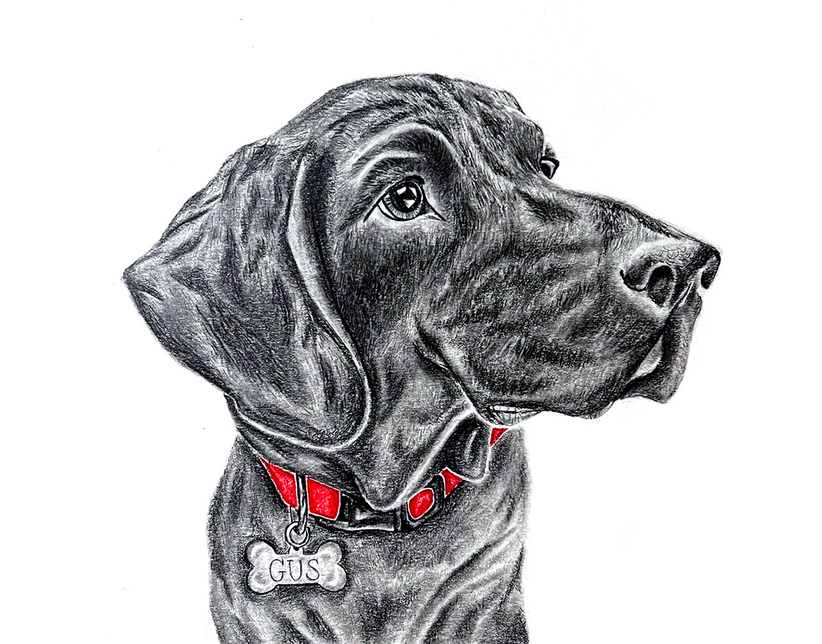 dog graphite colored pencil