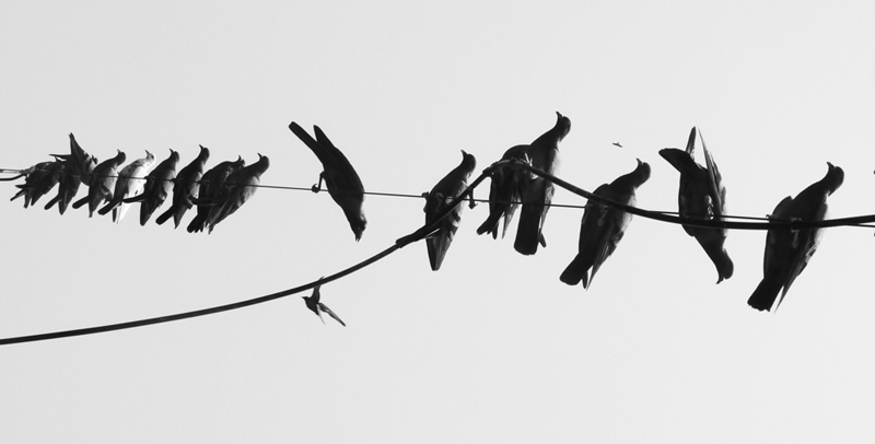black and white abstract composition pigeon Fly bird indian power lines and birds beauty black White