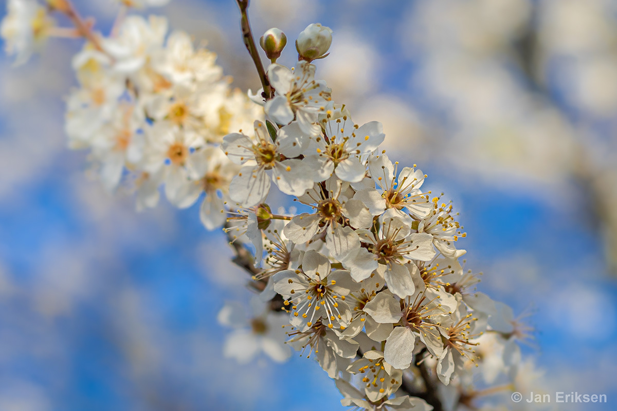 bloom blue cherry garden SKY spring Sun sunshine Tree  White