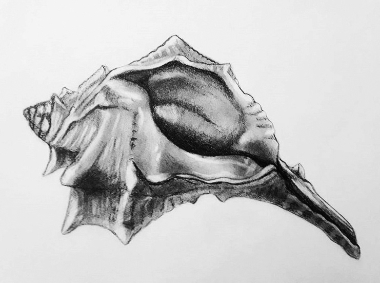 Caraïbean Conque coquillage  murex Realism seashel shell sketch