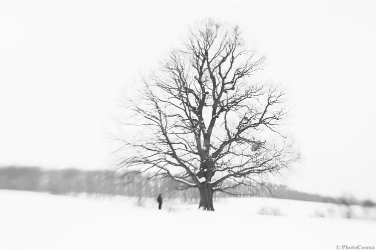Nature  WINTER  Snow  frozen  holiday  ice  landscape  mood fantasy Tree 