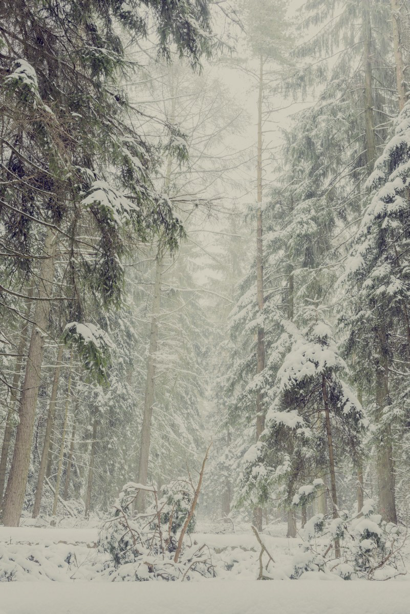 Landscape forest snow fotografie wald schnee Tannen Hunting Hunt retouch look green quiet silence