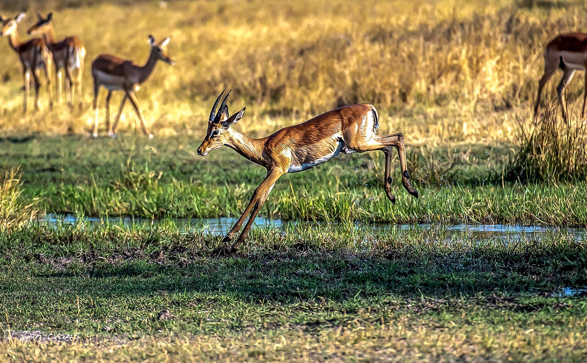 impala Botswana