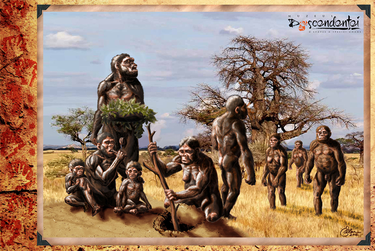 evolution  human ardipithecus  ramidus  lineage   australopitithecus  afarensis  africanus  neanderthal  neanderthalensis cro-magnon  erectus  ergaster  heidelbergensis