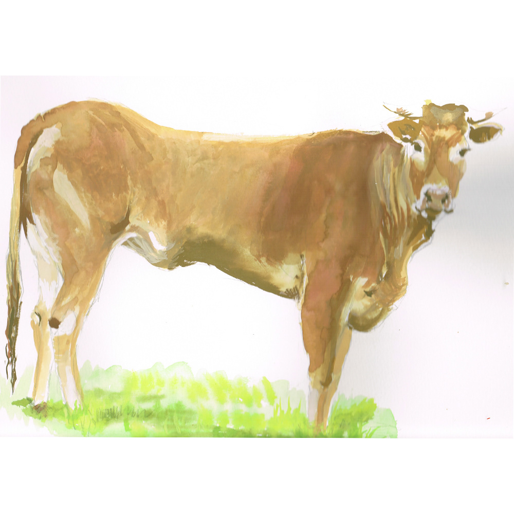 illustrations Livestock cattle dog