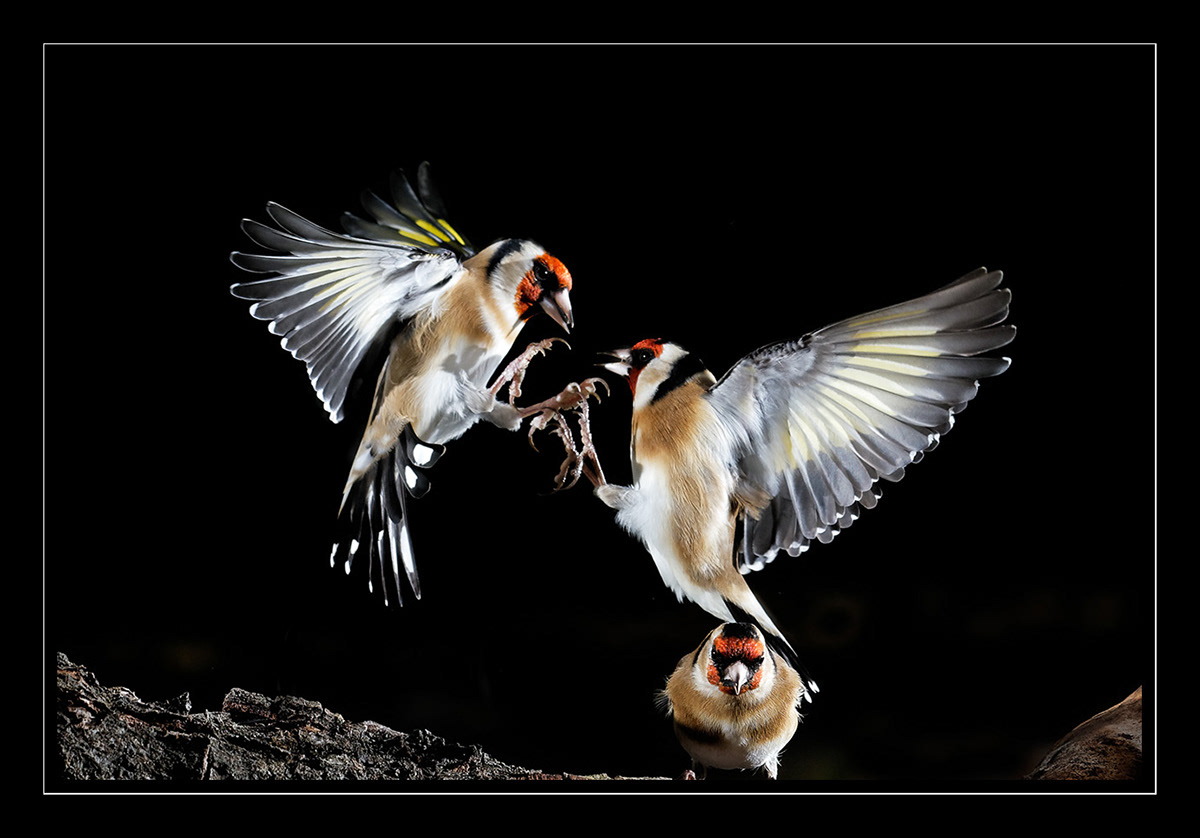 oiseaux en vol mangeoire   Flash Photographie photographie numérique Photography  birds Flying