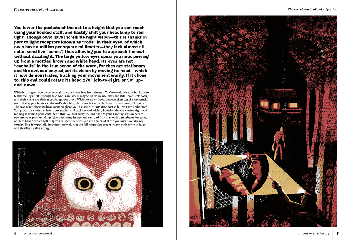 aindri collage conservation mono print Nature ornithology owl saw whet owl Sci Art