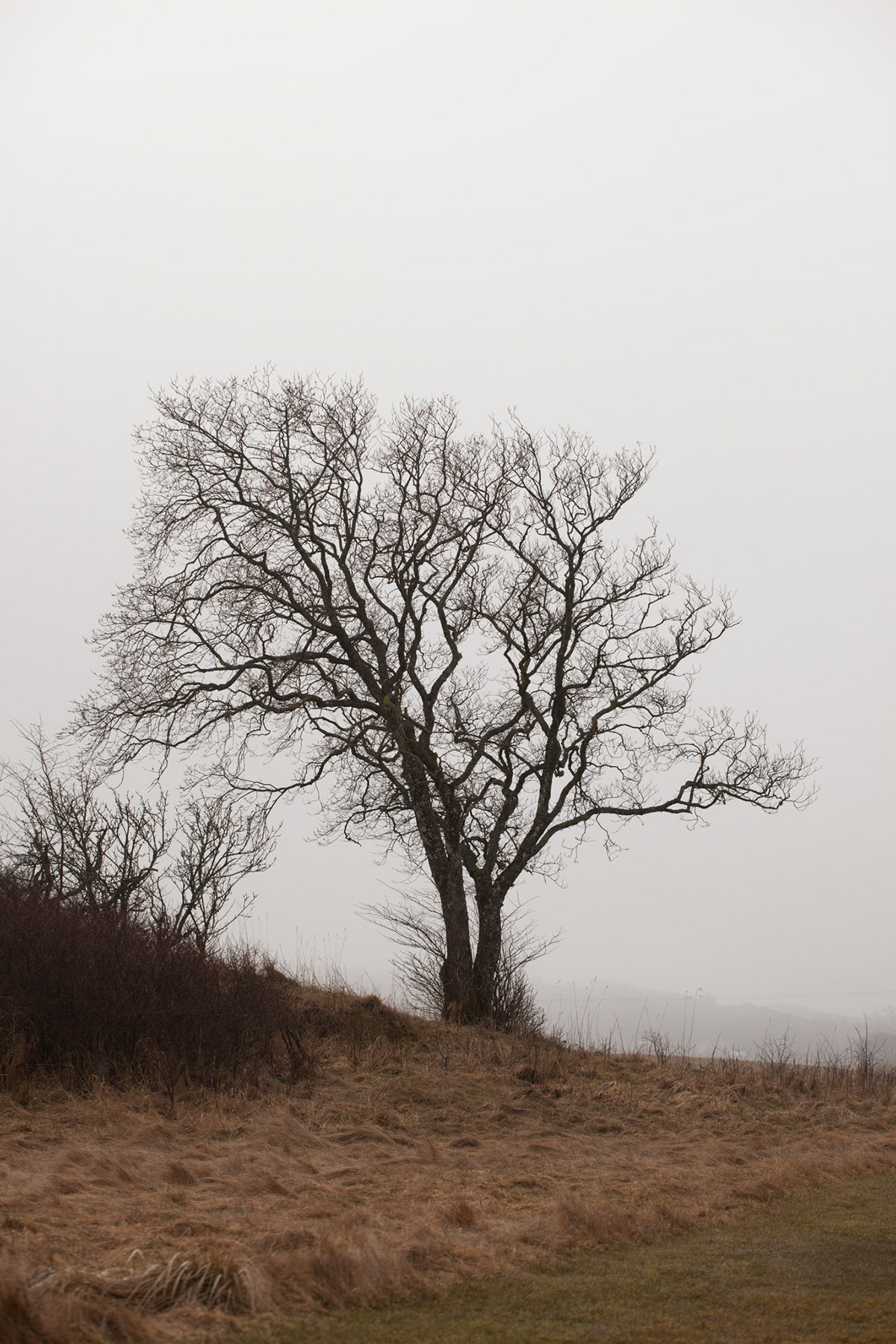 Nature trees backlight mist fog