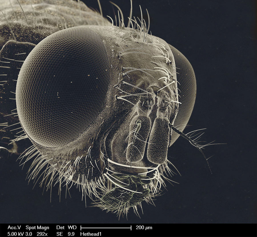 scanning electron microscope insect Nature 3D