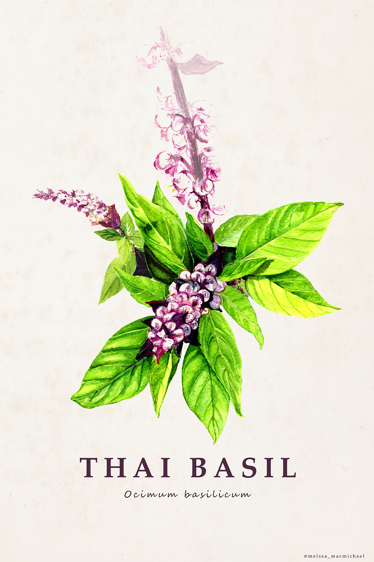 Basil botanical botanical herb botanical illustration Food  Herb painting   Plant Thai Basil watercolors watercolour