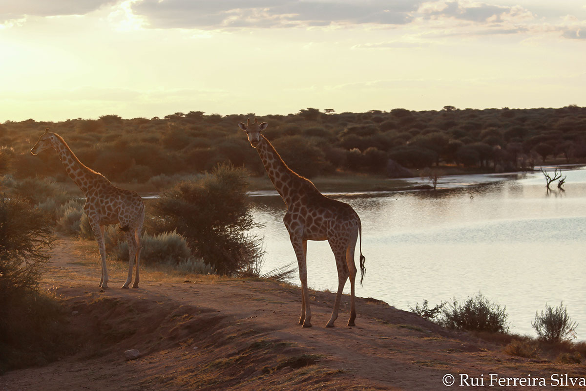 africa #Travel #Wildlife #photography