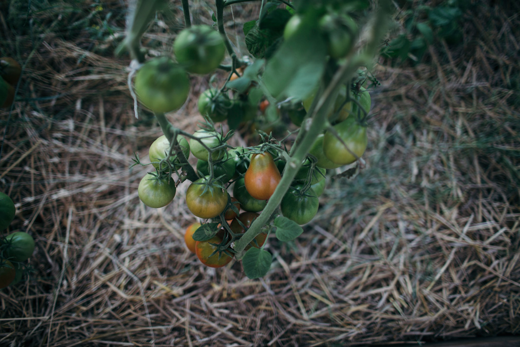 food photography gardening lifestyle
