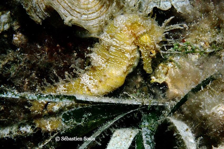 diving  fish  sea seahorse underwater
