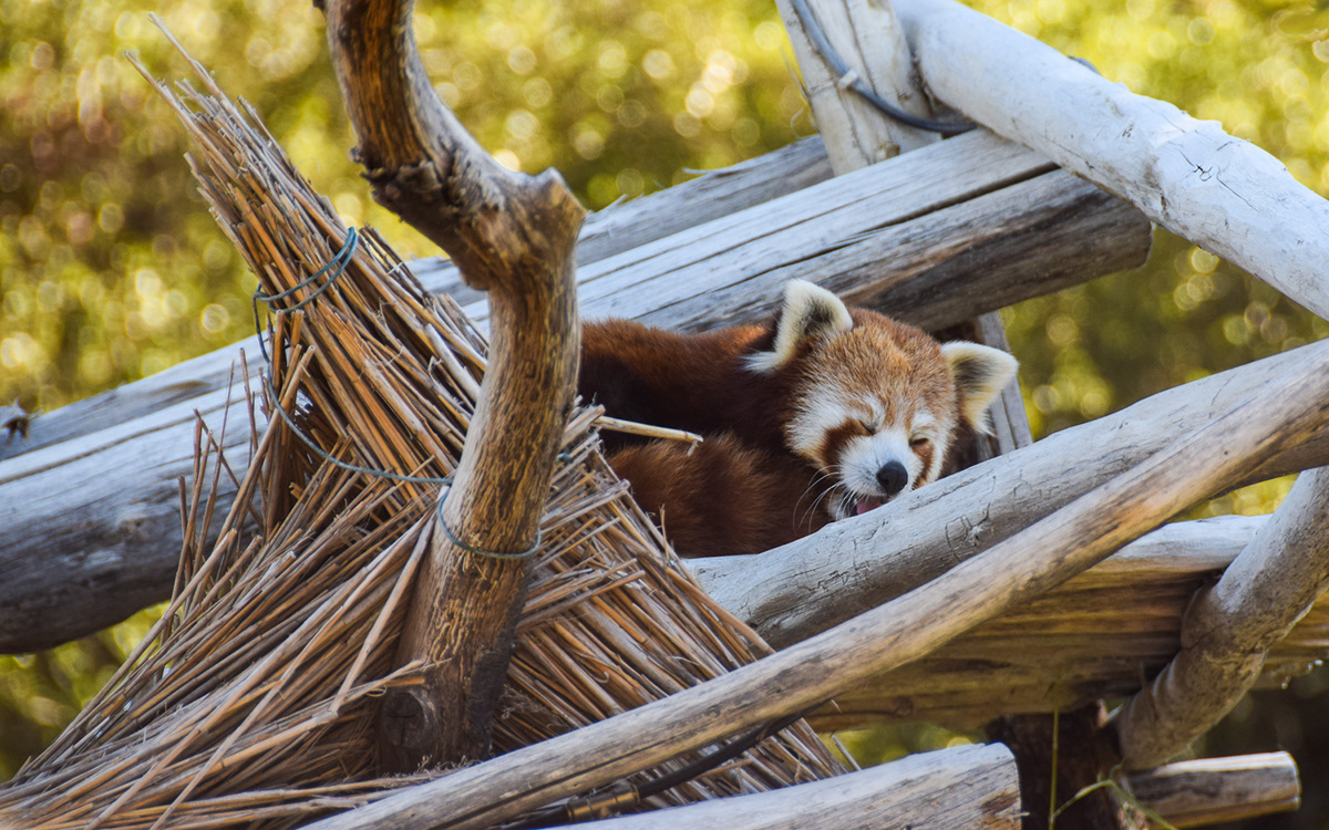red panda zoo barben animal Photography 
